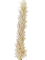 Picture of 42" DRIED FOX TAIL STEM