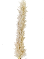 Picture of 42" DRIED FOX TAIL STEM