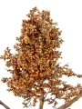 Picture of 34" DRIED SORGHUM SPRAY