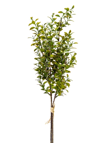 Picture of 27" PRIVET  BUNDLE