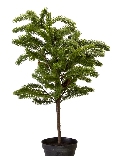 Picture of 36'' DOUGLAS FIR POTTED TREE
