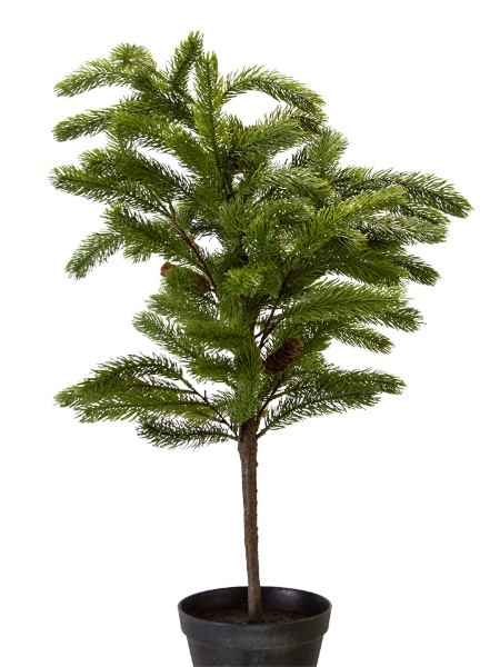 Picture of 36'' DOUGLAS FIR POTTED TREE