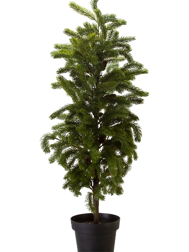 Picture of 47'' DOUGLAS FIR POTTED TREE