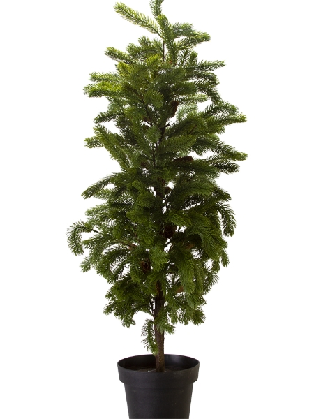 Picture of 47'' DOUGLAS FIR POTTED TREE