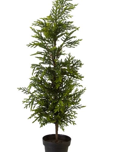 Picture of 54'' CYPRESS POTTED TREE