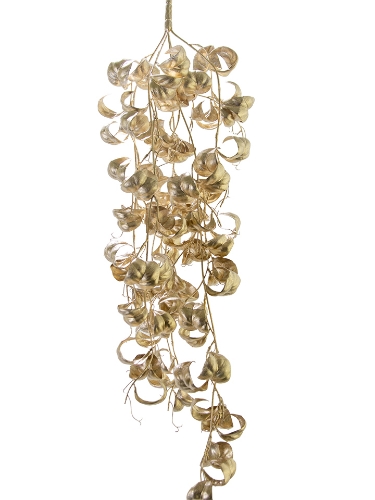 Picture of 31" FICUS BENJAMINA VINE