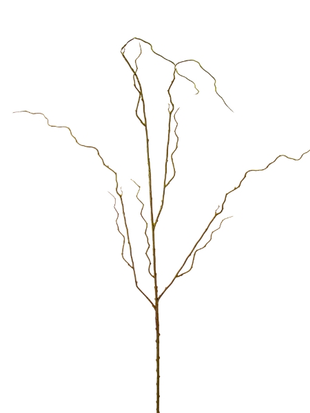 Picture of 48" CURLY WILLOW