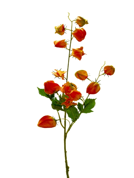Picture of 33" LANTERN FLOWER SPRAY