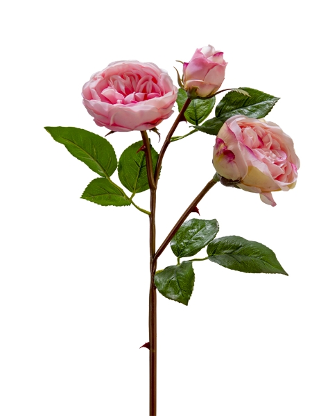 Picture of 24" REAL TOUCH CABBAGE ROSE SPRAY