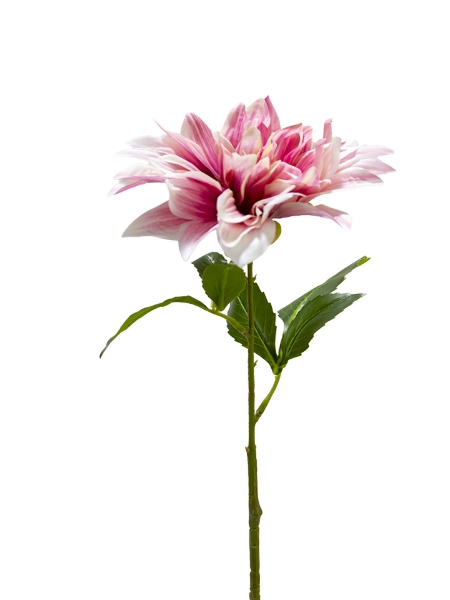 Picture of 26" DAHLIA  STEM