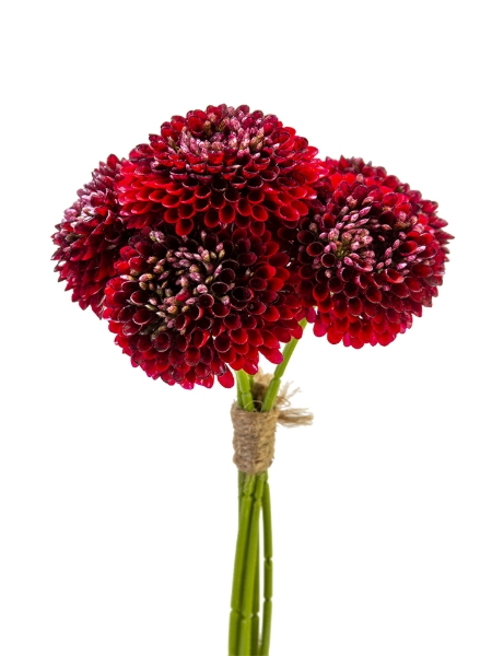 Picture of 11" X 6 DAHLIA BUNDLE