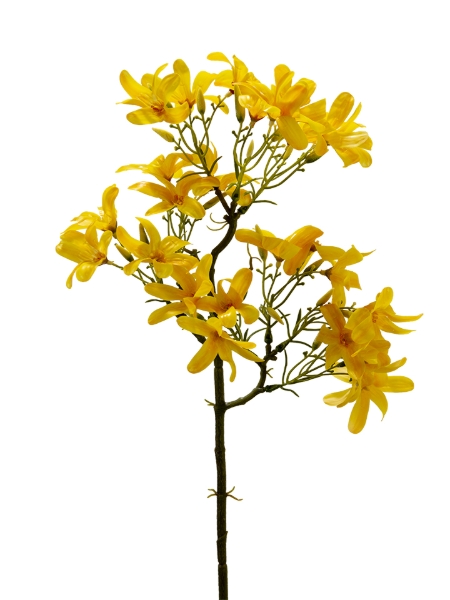Picture of 20" REAL TOUCH FORSYTHIA SPRAY