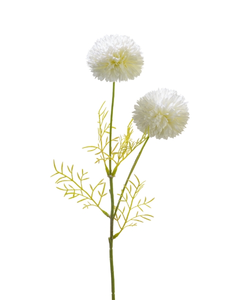 Picture of 20" POMPON MUM  PICK