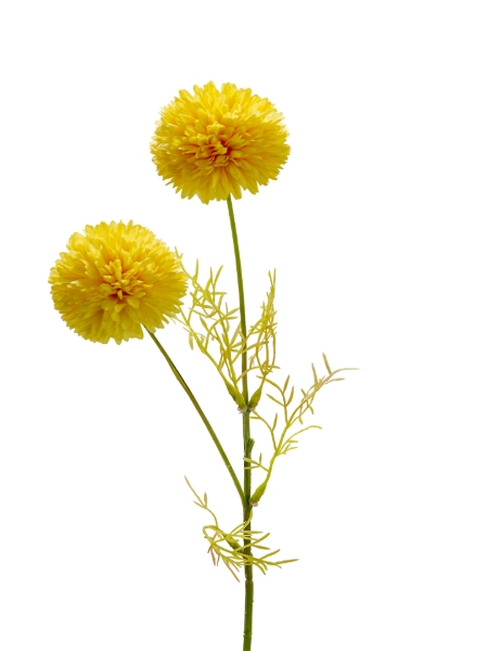 Picture of 20" POMPON MUM  PICK