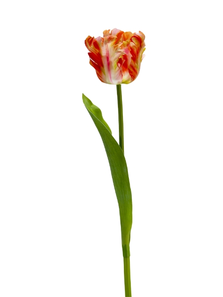 Picture of 24" REAL TOUCH PARROT TULIP