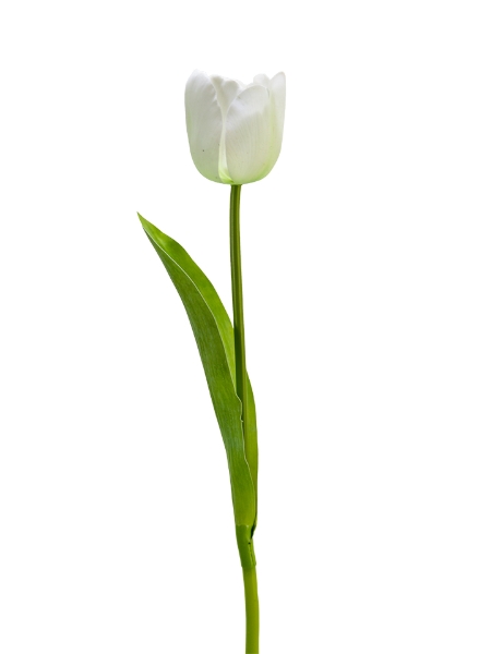 Picture of 24" REAL TOUCH TULIP