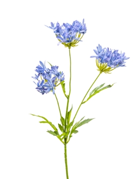 Picture of 29" AGAPANTHUS SPRAY