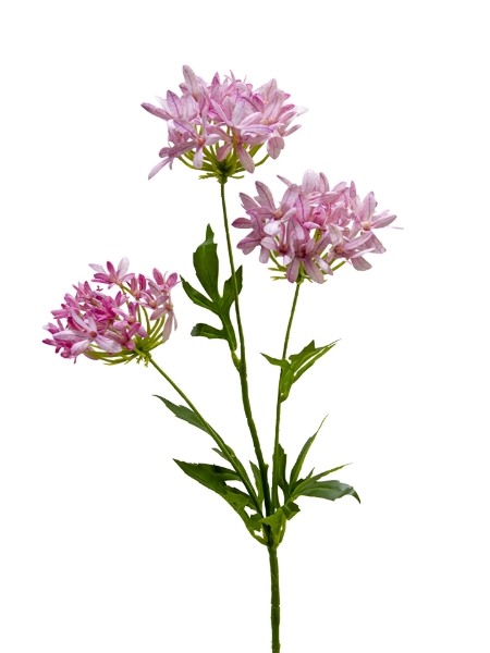 Picture of 29" AGAPANTHUS SPRAY