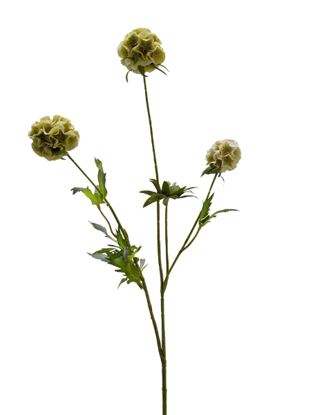 Picture of 29" SCABIOSA  SPRAY