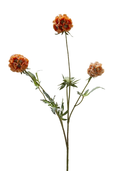 Picture of 29" SCABIOSA  SPRAY