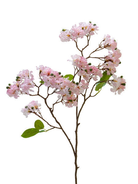 Picture of 36" CRAPE MYRTLE BUSH