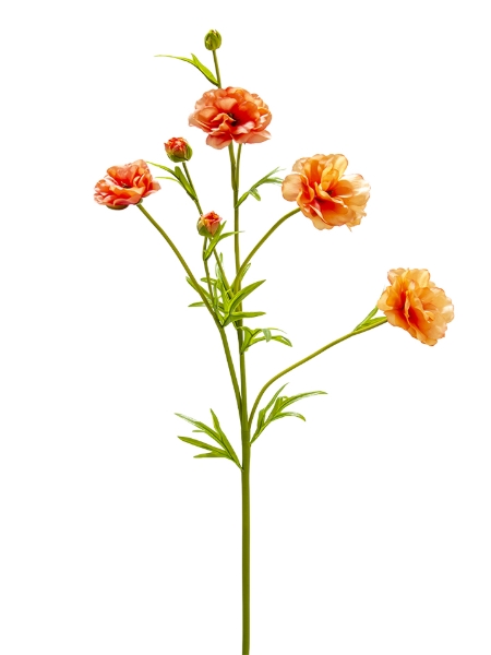 Picture of 32" RANUNCULUS SPRAY