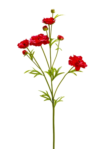 Picture of 32" RANUNCULUS SPRAY