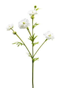 Picture of 32" RANUNCULUS SPRAY