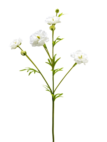 Picture of 32" RANUNCULUS SPRAY