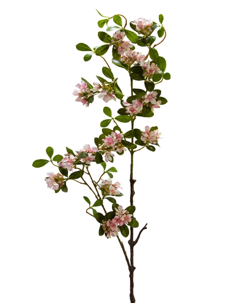 Picture of 42" WEIGELA FLORIDA  SPRAY
