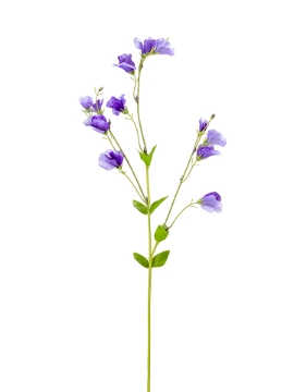 Picture of 32" SWEAT PEA SPRAY