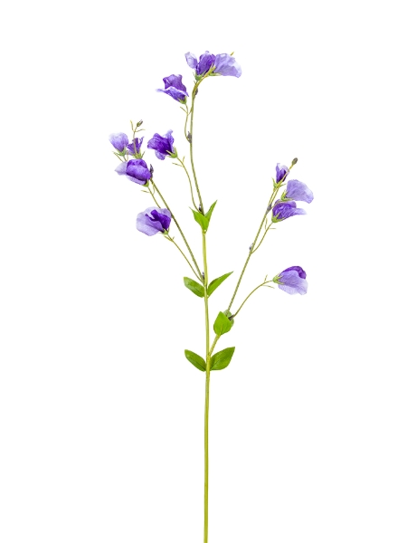 Picture of 32" SWEAT PEA SPRAY