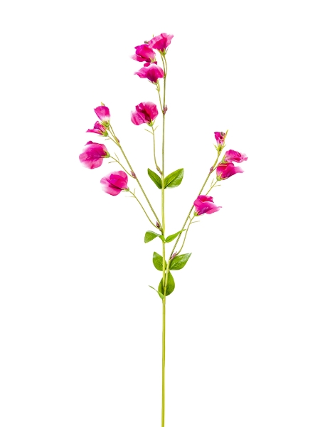 Picture of 32" SWEAT PEA SPRAY