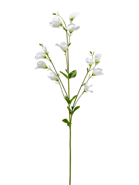 Picture of 32" SWEAT PEA SPRAY