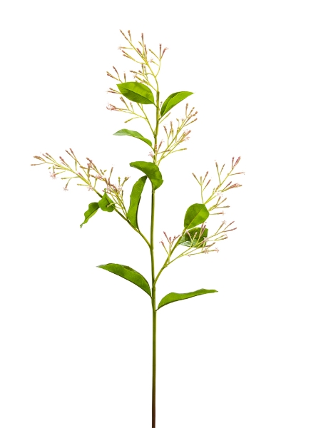 Picture of 33" NIGHT-BLOOMING JASMINE SPRAY