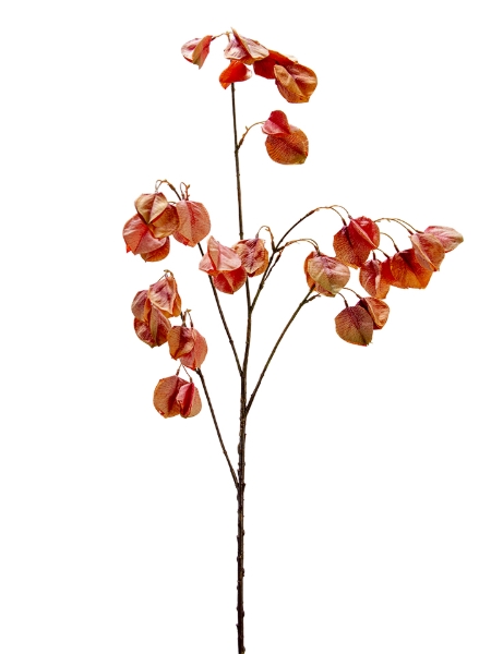 Picture of 40" GOLDENRAIN TREE FLOWER SPRAY
