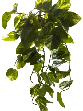 Picture of 43" ANTHURIUM CRYSTALLINUM BUSH