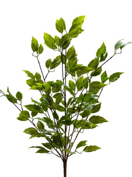 Picture of 26" FISCUS LEAVE BUSH