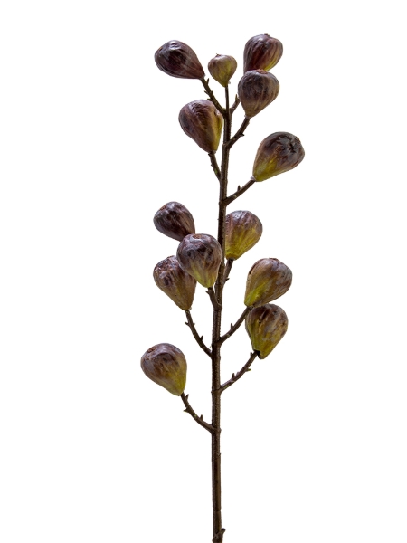 Picture of 37" FIG SPRAY
