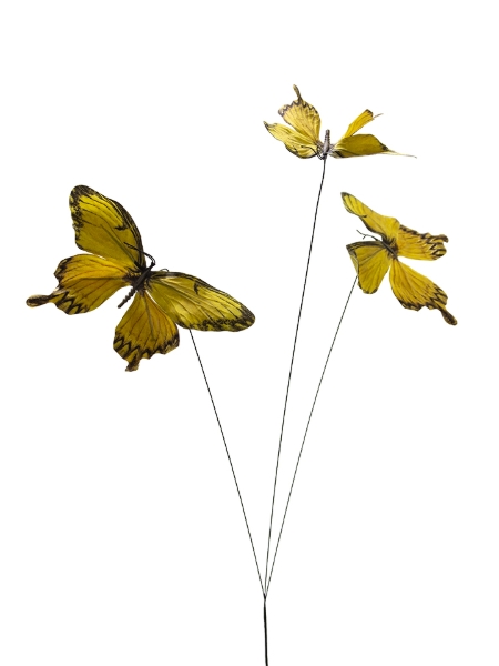 Picture of 30" BUTTERFLY  SPRAY